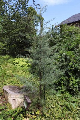 Cupressus arizonica - cypřiš arizonský - celek